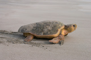 Sea Turtle